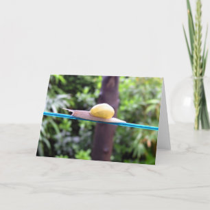 Carte SNAIL EQUILIBRY