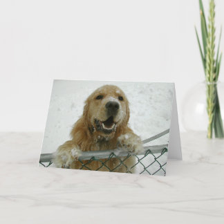 Carte Snowdog