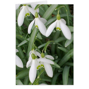 Carte Snowdrops
