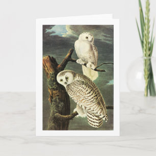 Carte Snowy Owl - Audubon Fine Birds Vintages Amérique