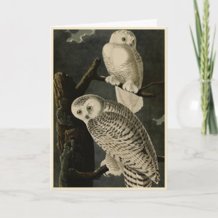 Carte Snowy Owl, John James Audubon's Birds of America