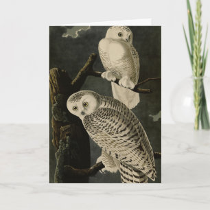 Carte Snowy Owl, John James Audubon's Birds of America