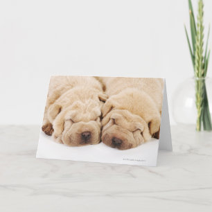Carte Sommeil de deux chiots de Shar Pei