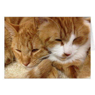 Carte somnolente de minous de délivrance de chat