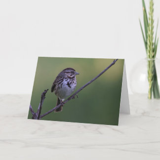 Carte Song Sparrow
