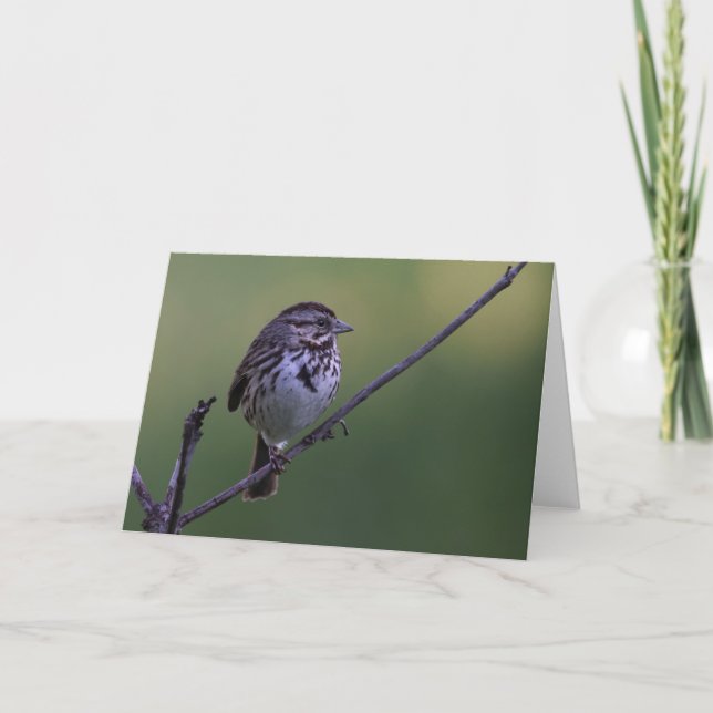 Carte Song Sparrow (Devant)