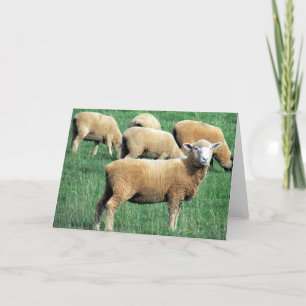 Carte sourire aux moutons