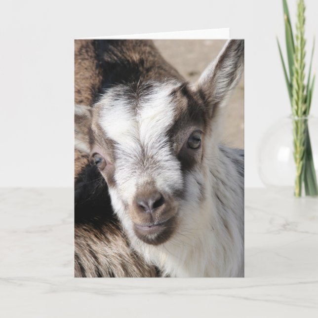 Carte Souris Le Enfant Alpin (Devant)