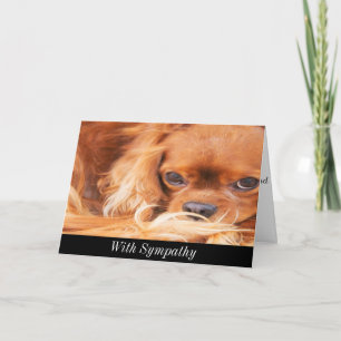 Carte Spaniel King Charles Sweet Cavalier