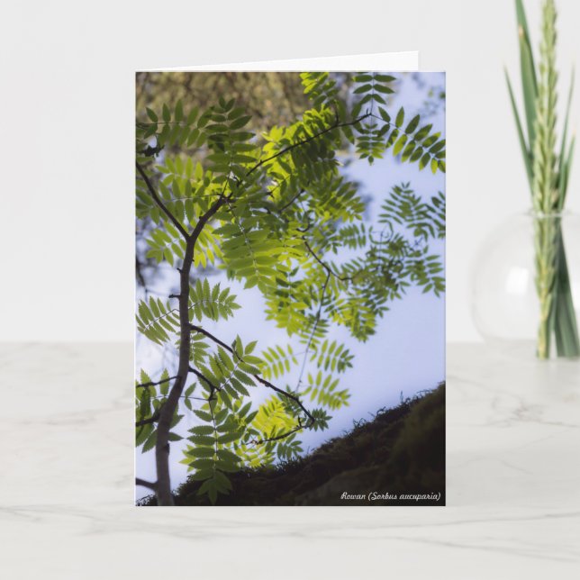 Carte Species : Rowan (Devant)