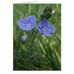 Carte Speedwell Blue Flowers
