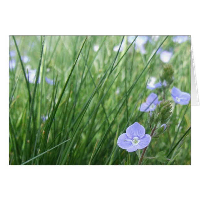 Carte Speedwell Flowers (Devant horizontal)