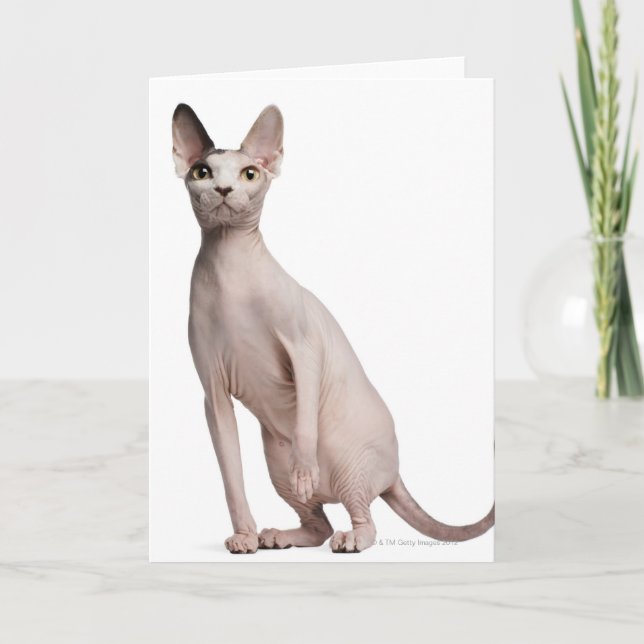 Carte Sphynx (13 months old) (Devant)