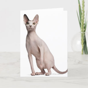 Carte Sphynx (13 months old)
