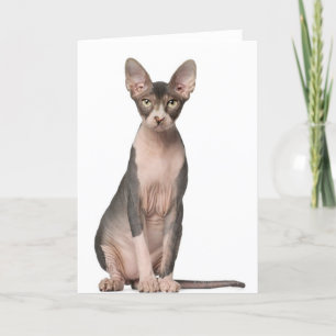 Carte Sphynx (7 months old) sitting