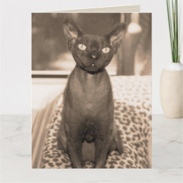 Carte Sphynx Devon Rex Cat Large Sepia Photographie