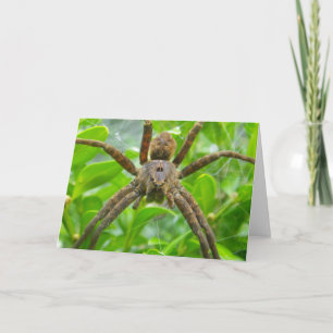 Carte Spider