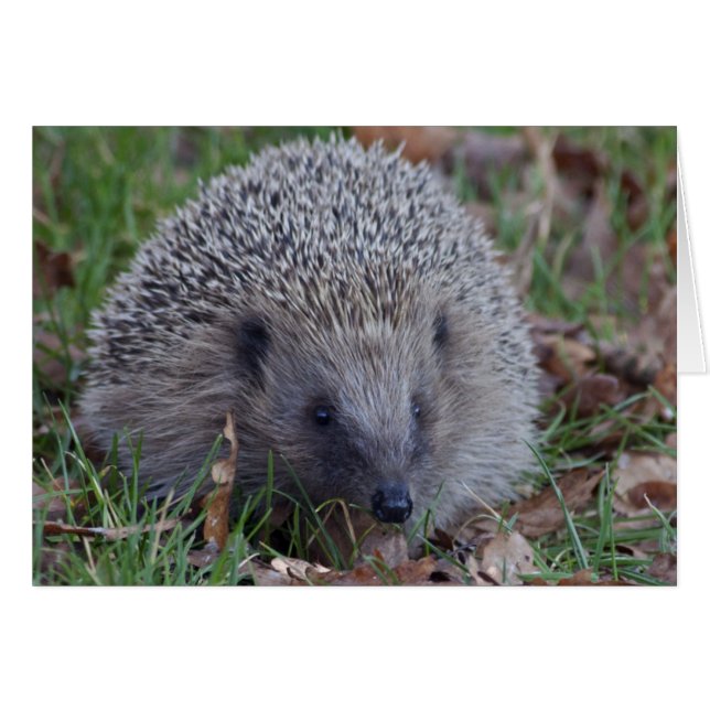 Carte Spike (Devant horizontal)