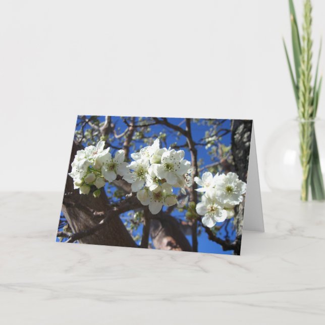 Carte Spring Flowering Pear Tree (Devant)