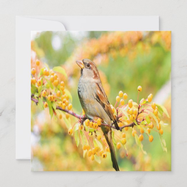 Carte Spring time Sparrow (Devant)