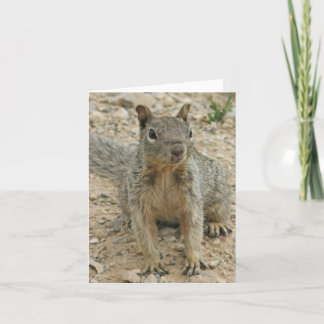 Carte Squirel