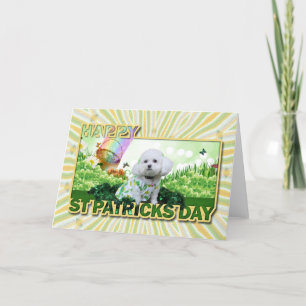Carte St Patrick's Day - Bichon Frise - Mia