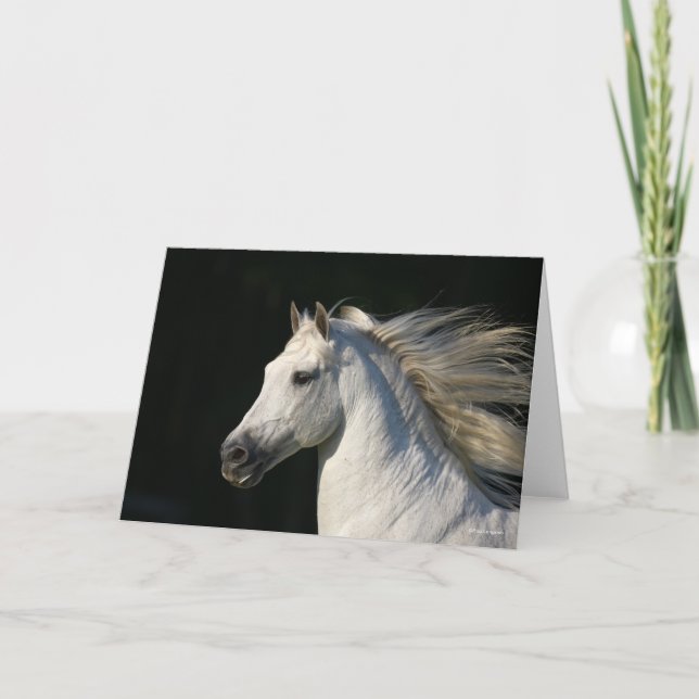 Carte Stallion andalou Casquette Mane Flow (Devant)