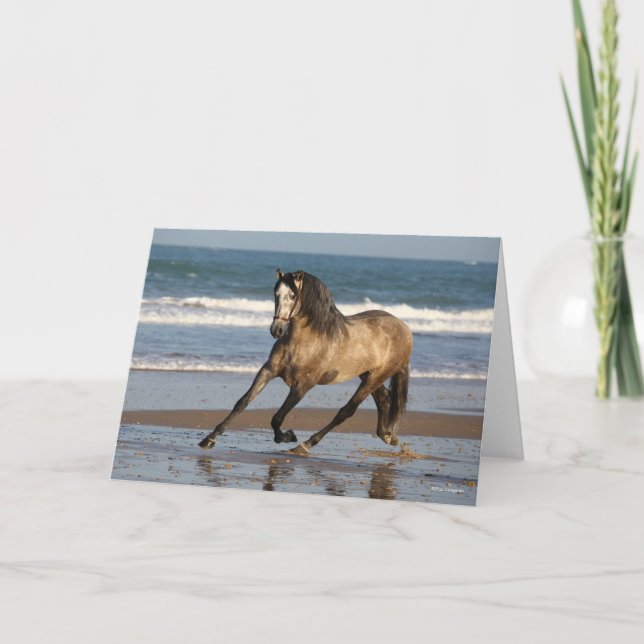 Carte Stallion Andalou Gris Dappé Sur La Plage (Devant)