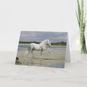 Carte Stallion Andalou Gris Se Trouvant Dans Le Lac