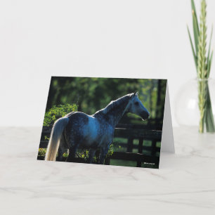 Carte Stallion Hanoverian gris pomme debout