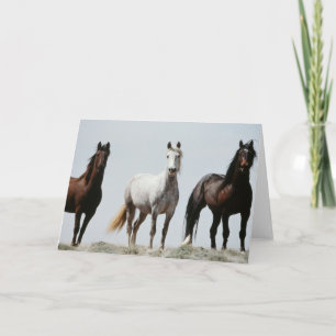 Carte Stallions sauvages
