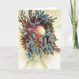 Carte Stamens de pavot