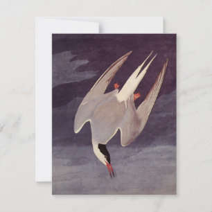Carte Sterne arctique par John James Audubon, Oiseaux Vi