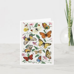 Carte Study of Diurnal butterflies by Paul Gervais Brief