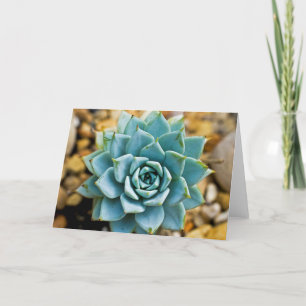 Carte Succulent