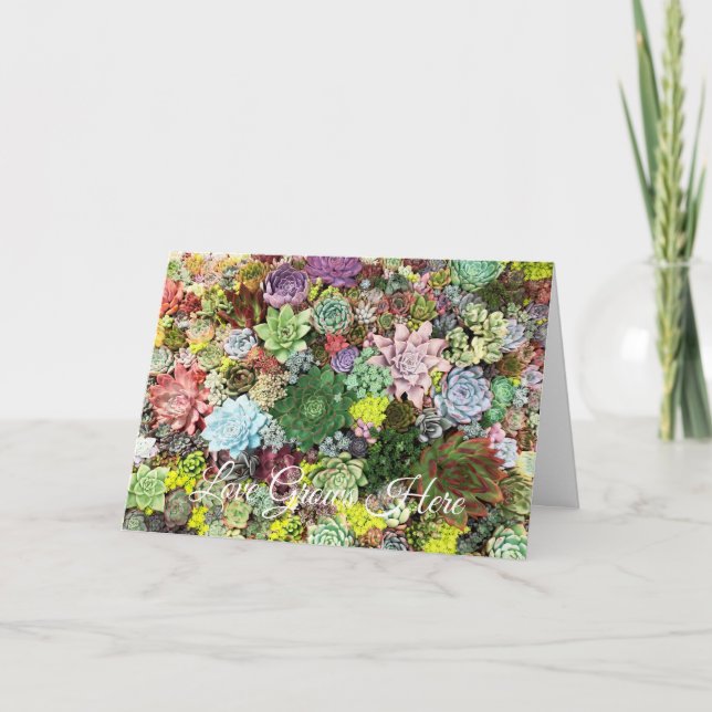Carte Succulents colorés (Devant)