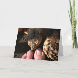 Carte Sulcata Tortoise inspecter les orteils