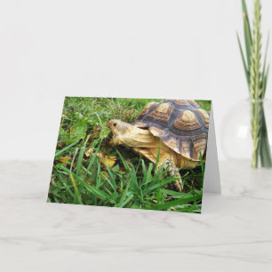 Carte Sulcata Tortoise prend une grosse bouchée de feuil