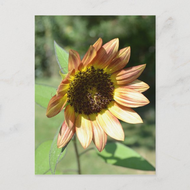 Carte Sunflower de septembre (Devant)
