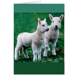 Carte Sven & Ole