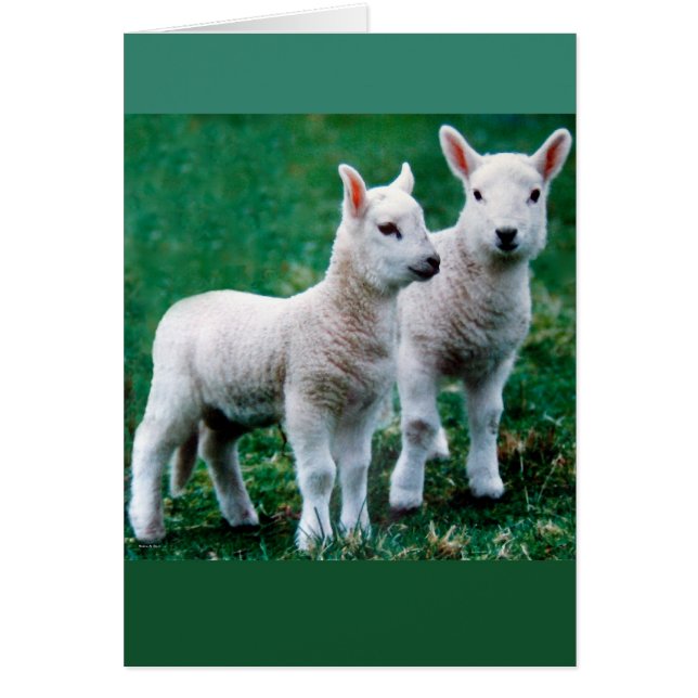 Carte Sven & Ole (Devant)