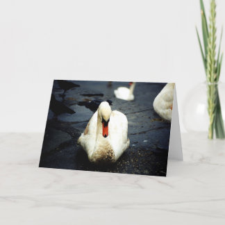 Carte Swan - Galway, Irlande