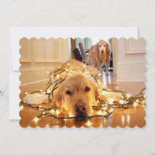 Carte Sweet Golden Retriever enchevêtré