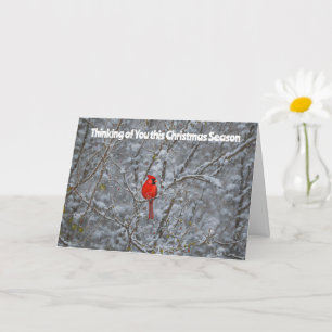 Carte Sweet Red Cardinal neige arbres Noël