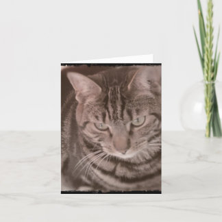 Carte Sweet Tabby Cat