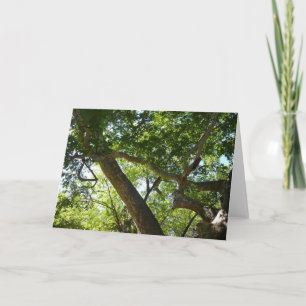Carte Sycamore Tree Nature verte