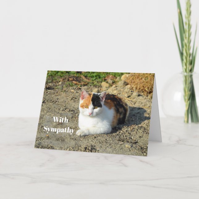Carte Sympathie avec la photo de Calico Cat (Devant)