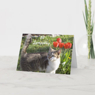 Carte Sympathie de chat avec les tulipes rouges