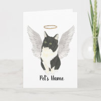 Sympathie de chat Tuxedo Ragamuffin