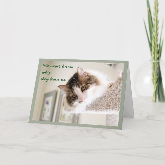 Carte Sympathie de visage de chat gonflé (Devant)